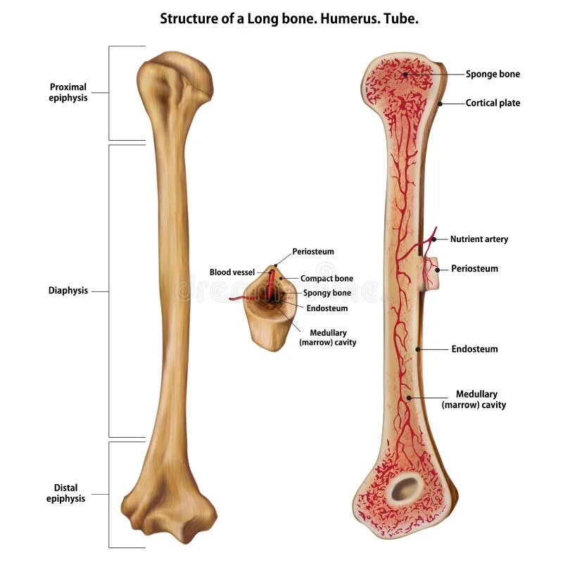 Layers bone