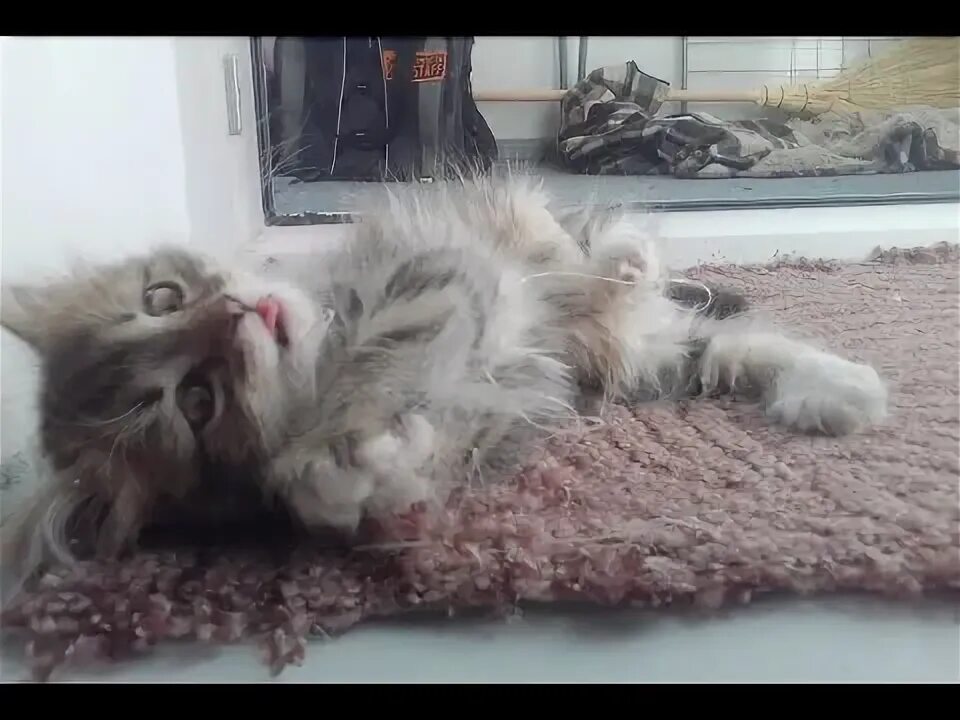Pin di Alex Evelgarten su eTn cat and dog Gatti pazzi, Animale domestico, Umoris