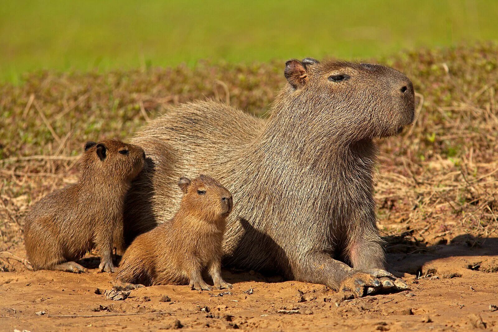 Капибара capybara. Грызун капибара. нутрия и капибара. маленькая капибара. водосвинка капибара южной америки.