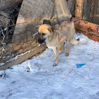 Приют для животных красноярск