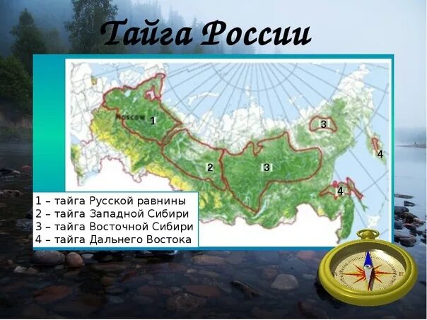 Какую территорию россии занимает тайга. Территория тайги на карте России. Где находится Тайга. Географическое положение тайги в России. Где расположена зона тайги.