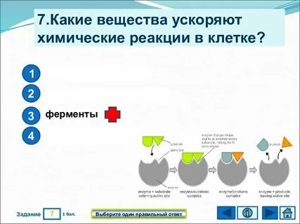 Вещество ускоряющее химическую реакцию в организме