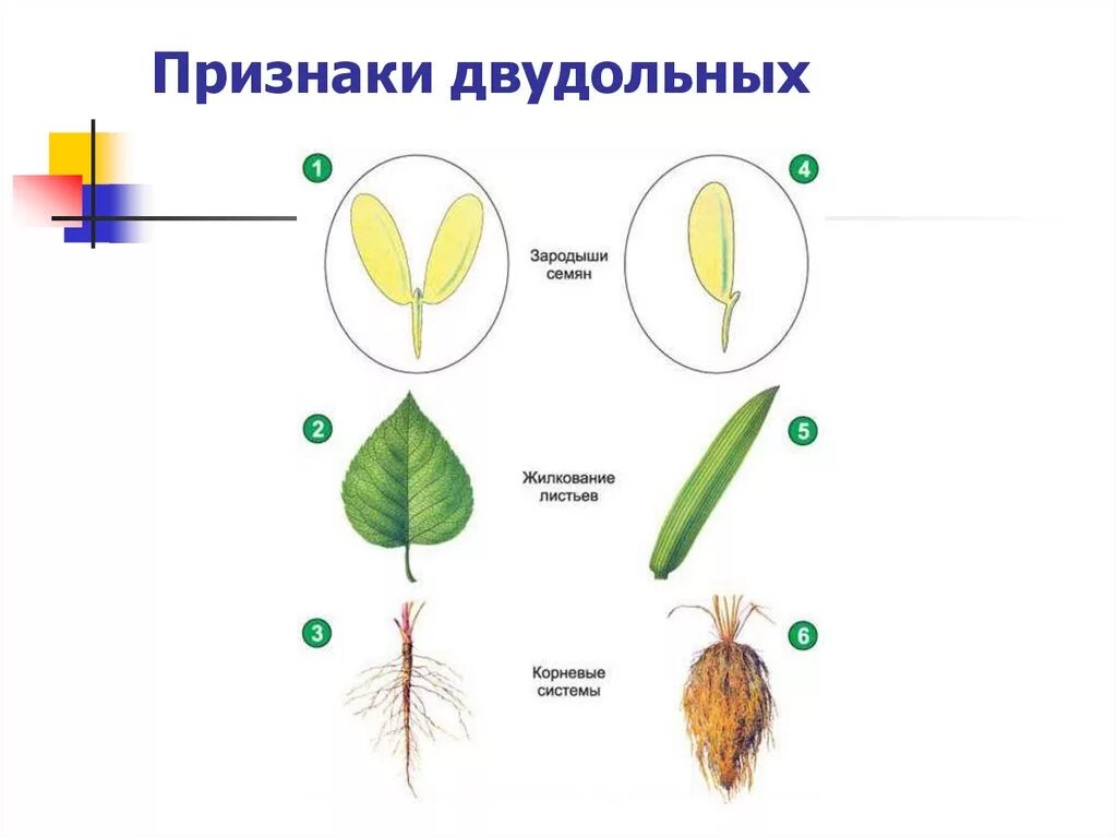 3 признака класса однодольные. Однодольные и двудомные растения. Признаки класса двудольных растений. Двудольные растения схема цветка. Схема цветка двудольные и Однодольные.