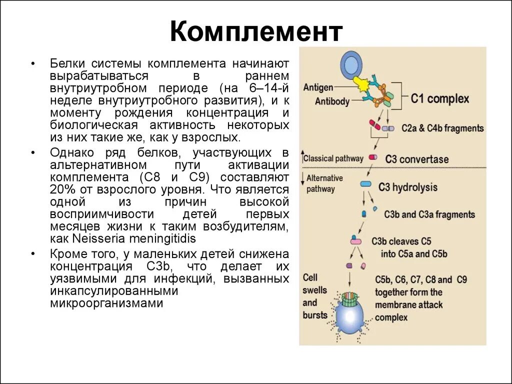 Комплемент c. Характеристика белков комплемента. Характеристика системы комплемента. C 2a в системе комплемента. С1 белок системы комплемента.