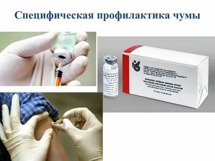 Профилактика чумы