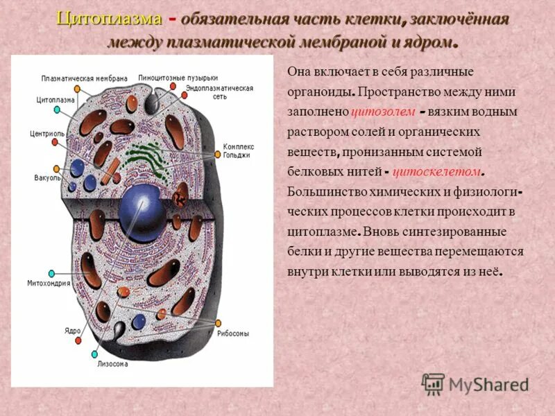Какую из перечисленных функций плазматическая. Какую из перечисленных функций плазматическая