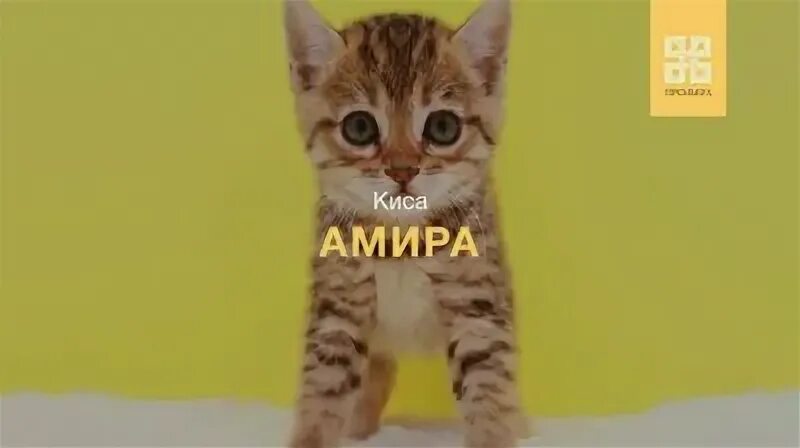 Амир киса