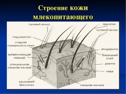 Из чего состоит волосяной покров