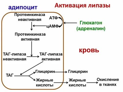 Тканевой липолиз
