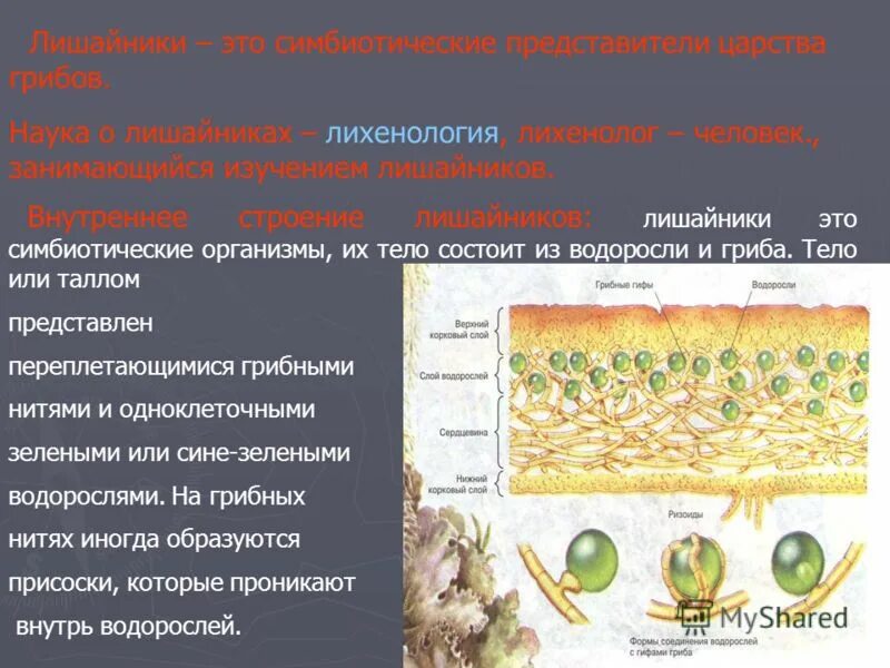 Из каких организмов состоит тело лишайника. Лишайники симбиотические организмы. Внутреннее строение лишайника.