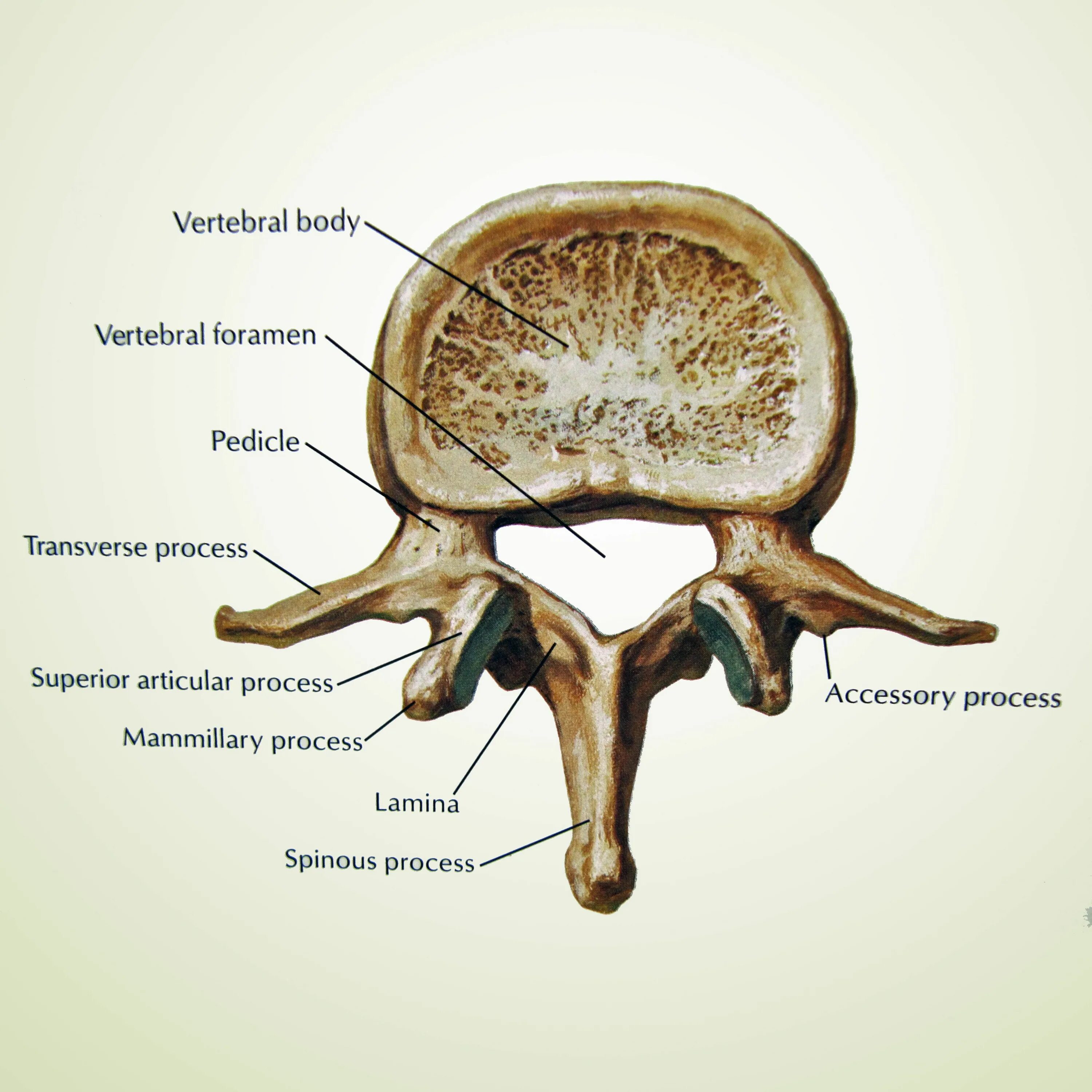 Отросток мозга 4. Позвонок. Позвонок анатомия. Поясничный позвонок. Позвонок вид сверху.