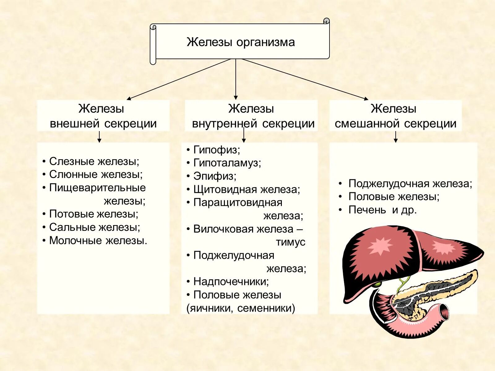 К железам внешней секреции относят гипофиз