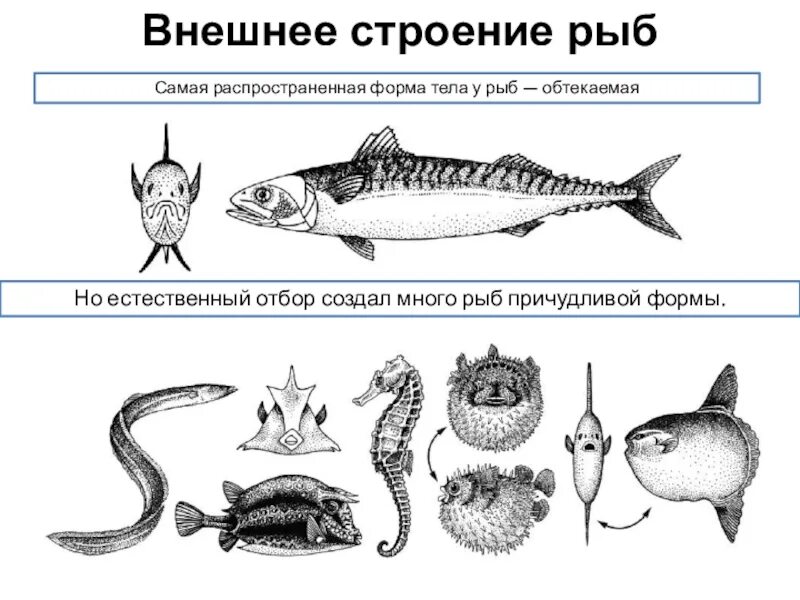 Какое тело у рыб. Веретеновидная форма тела рыб. Торпедовидная форма тела у рыб. Внешнее строение рыбы форма тела. Рыбы с обтекаемой формой тела.
