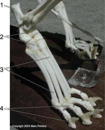 Кости плюсны кошки анатомия. Кости плюсны собаки анатомия. Гороховидная кость у кошек. Лапа кошки анатомия костей. Строение лапок