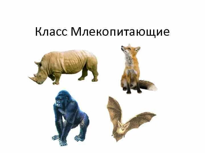 Класс млекопитающие представители. Млекопитающие представители. класс млекопитающие. представители млекопитающих 7 класс.