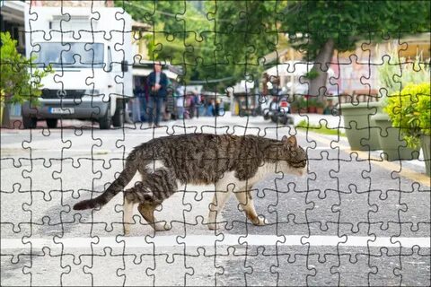 Домашний кот на улице