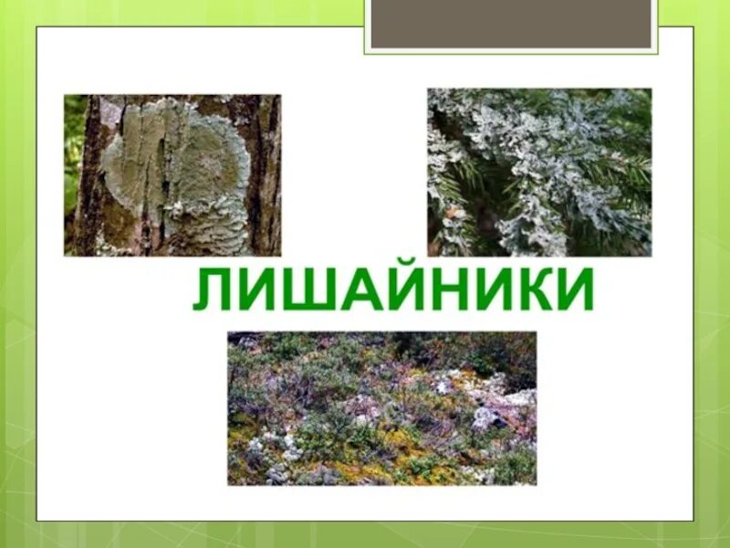 Лишайники 5 класс биология. Тема лишайники 5 класс биология. Проект лишайники 5 класс по биологии. Проект на тему лишайники. Что такое лишайники 5 класс биология