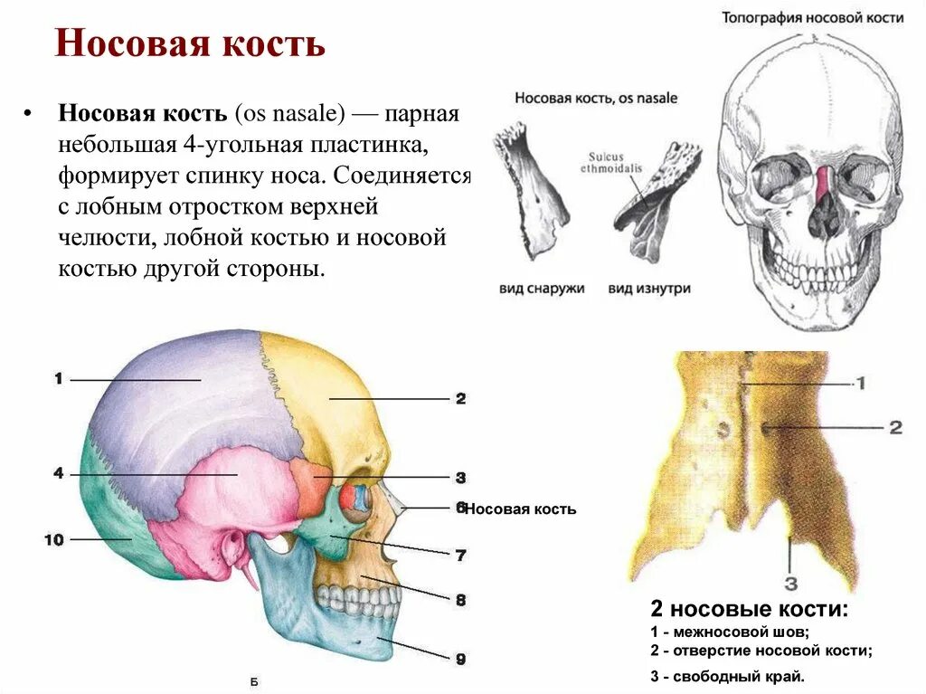 Какие кости относятся к височным. Носовая кость черепа анатомия. Строение носовой кости черепа. Строение носовой кости анатомия.