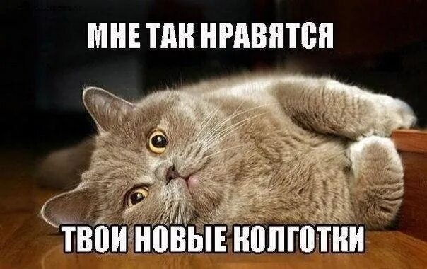 Котоматрица картинки. Нервный кот. Совсем забыл про меня картинки. Пока пока. Картинка я забыл.