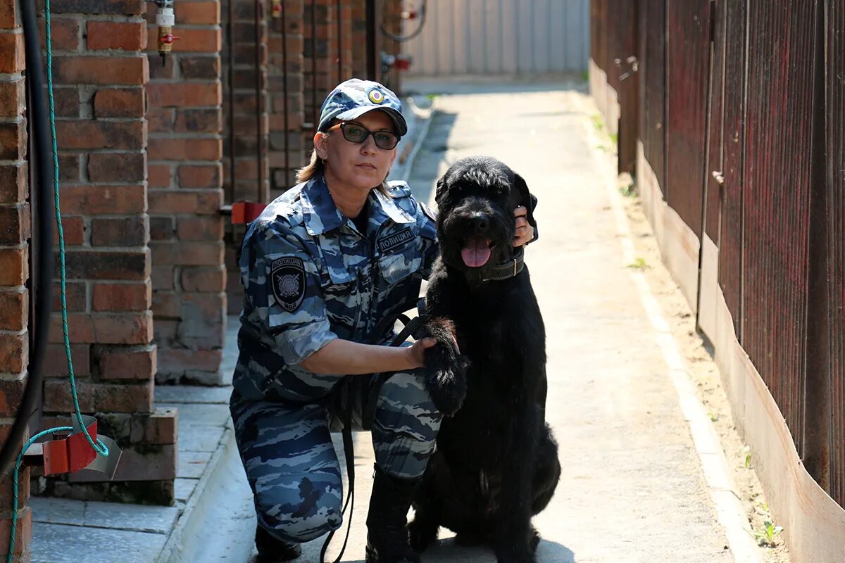 Собаки кинологи Ризеншнауцер. Кинолог на службе. Собаки на службе в полиции. Шнауцер служебная собака. Охрана кинологами