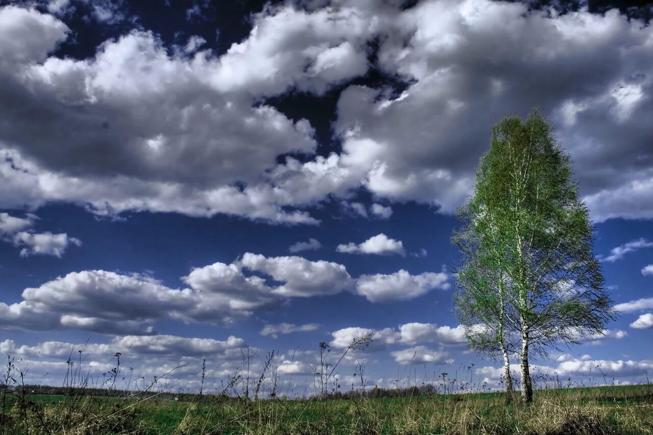 Cloud в россии. Березы небо. Березы тучи. Облака березы. Небо России.