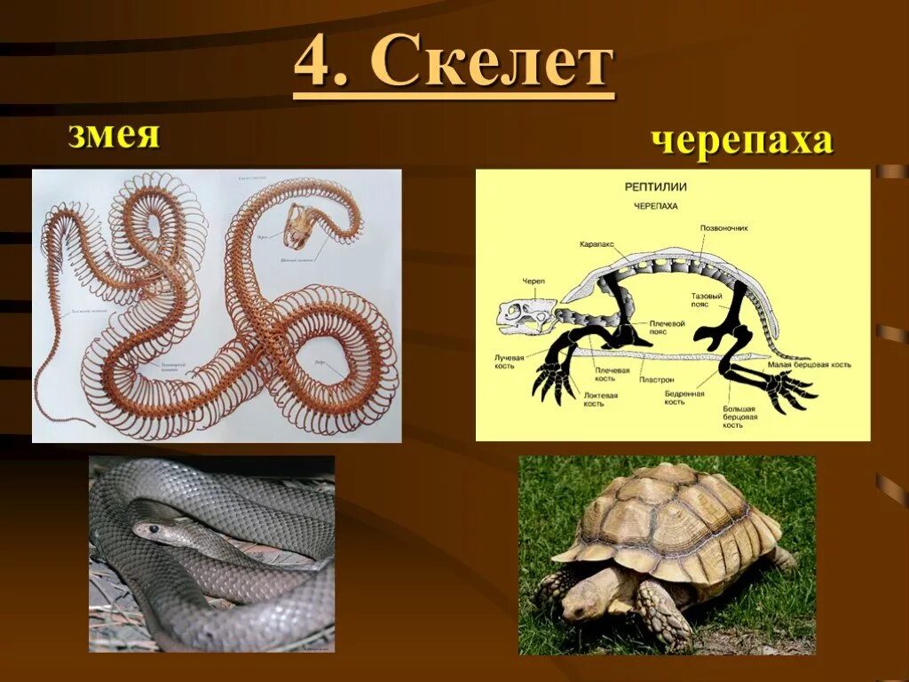 Биология 8 класс тема пресмыкающиеся. Слайд пресмыкающиеся. Пресмыкающиеся окружающий мир. Презентация про пресмыкающихся. Класс рептилии.