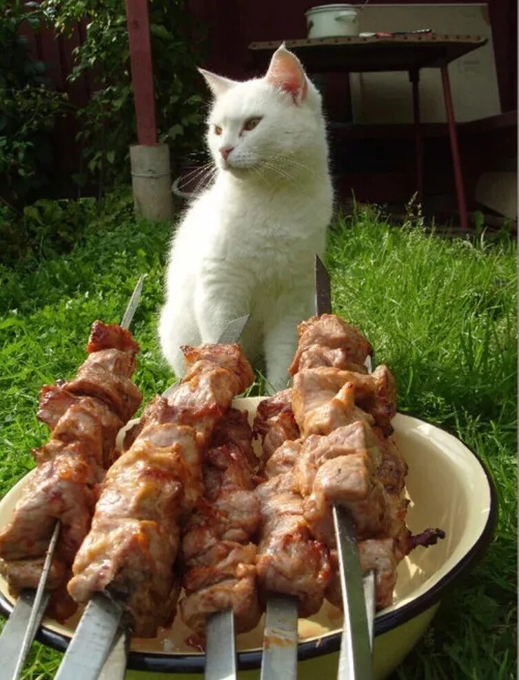 Кот шашлык читать. Котик и шашлык. шашлык.