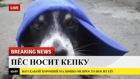 Собаки не носят