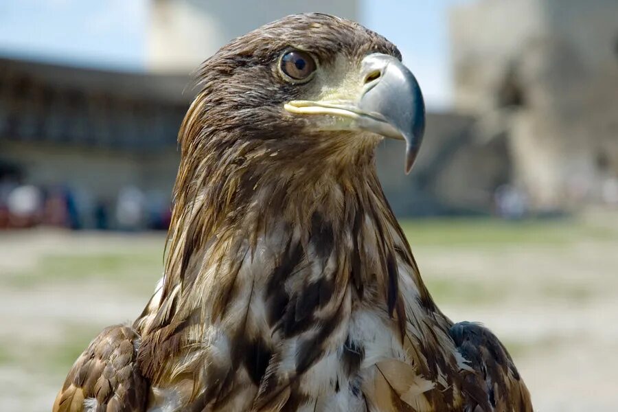 орел царь птиц. ушинский орел сизокрылый. царь всех птиц. символы животных. беркут, орел степной, сокол- балобан.