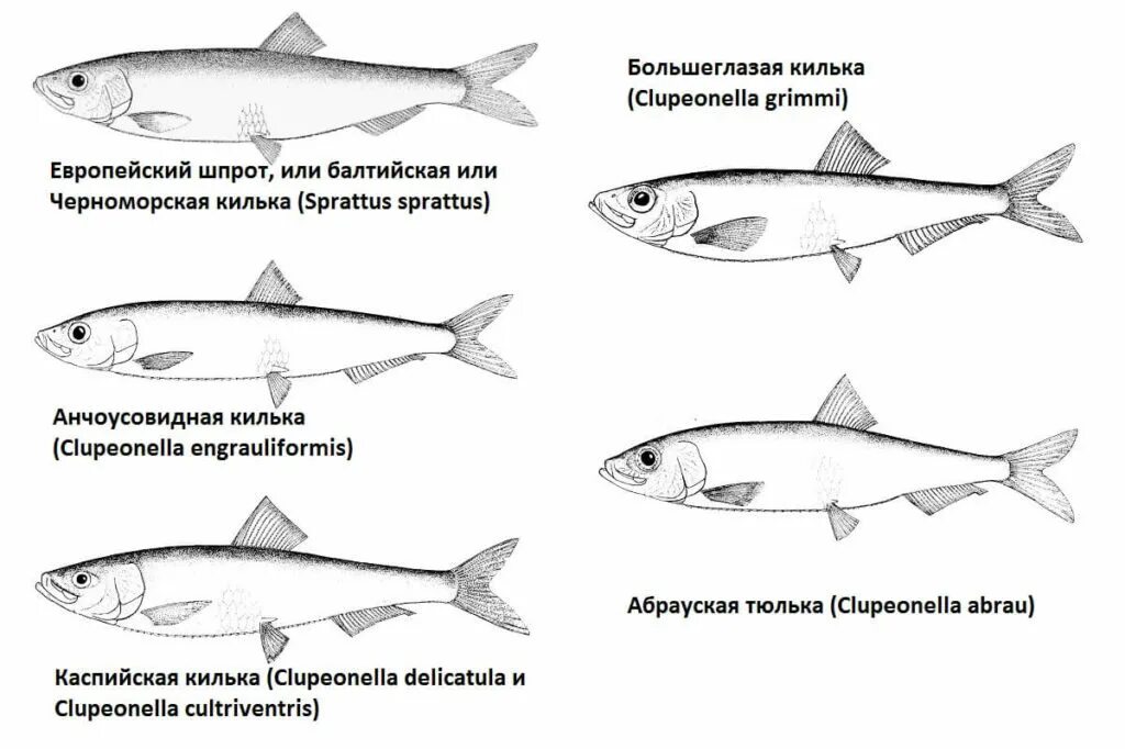 Тюлька и килька в чем разница. Хамса килька тюлька мойва салака. чем отличается хамса от кильки. отличие хамсы от кильки. отличие хамсы от кильки и тюльки.