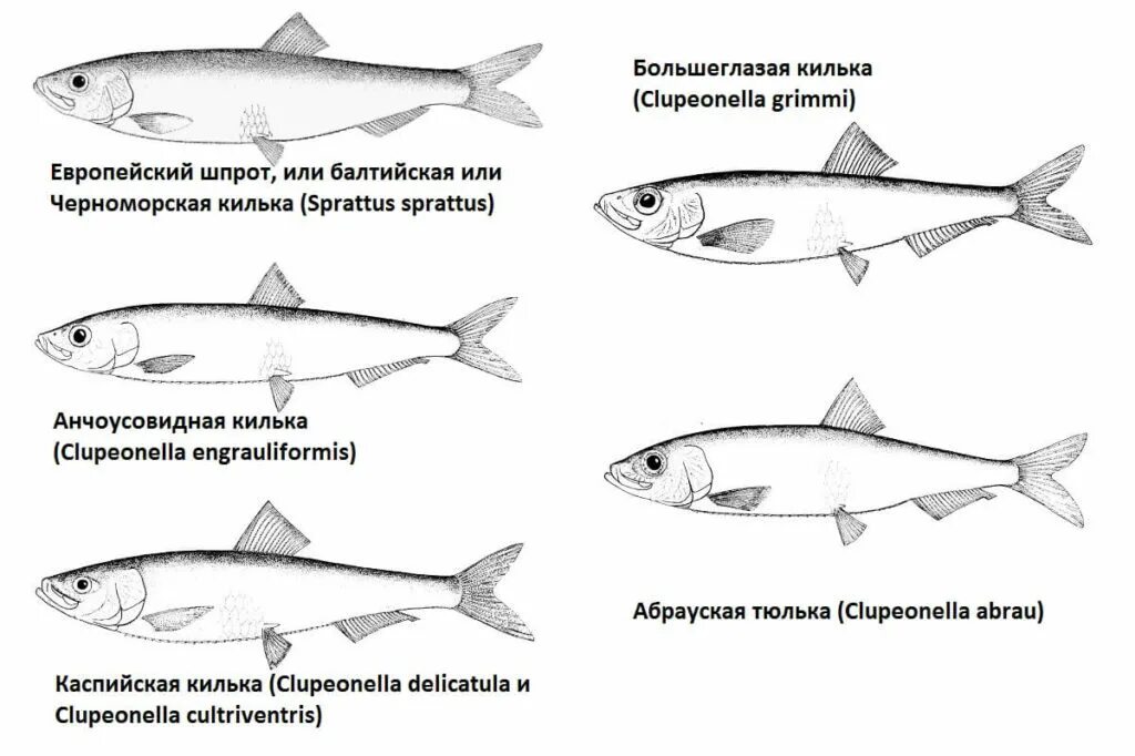 Хамса хамса в чем разница. Чем отличается Хамса от кильки. Отличие хамсы от кильки. Отличие кильки от тюльки. Килька тюлька Хамса.