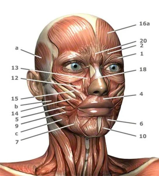 Мимические мышцы лица анатомия атлас. Мускулюс Фронталис. Анатомия мышц лица для ботокса. Строение лицевых мышц человека.