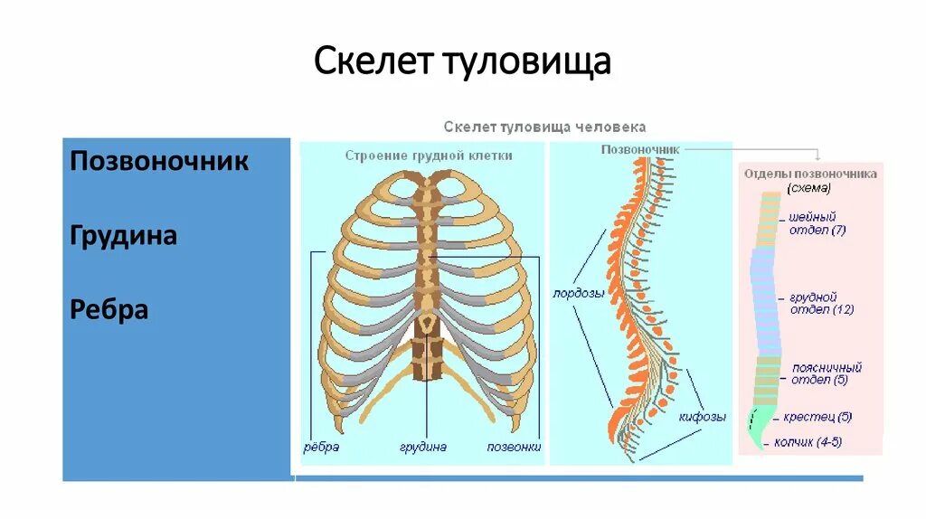 Ребро отдел скелета. Скелет туловища кости образующие отдел. Строение скелета туловища. Скелет туловища грудная клетка строение. Скелет туловища позвоночник.