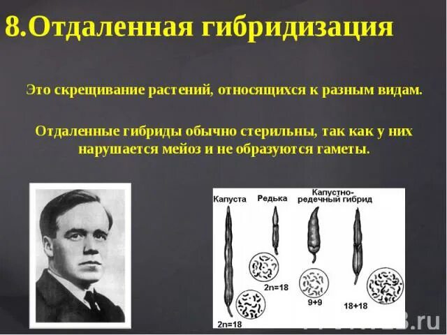 Отдалённая гибридизация характеристика потомков. Методы отдаленной гибридизации. Применял отдаленную гибридизацию. Применял отдаленную гибридизацию. Методы отдаленной гибридизации.
