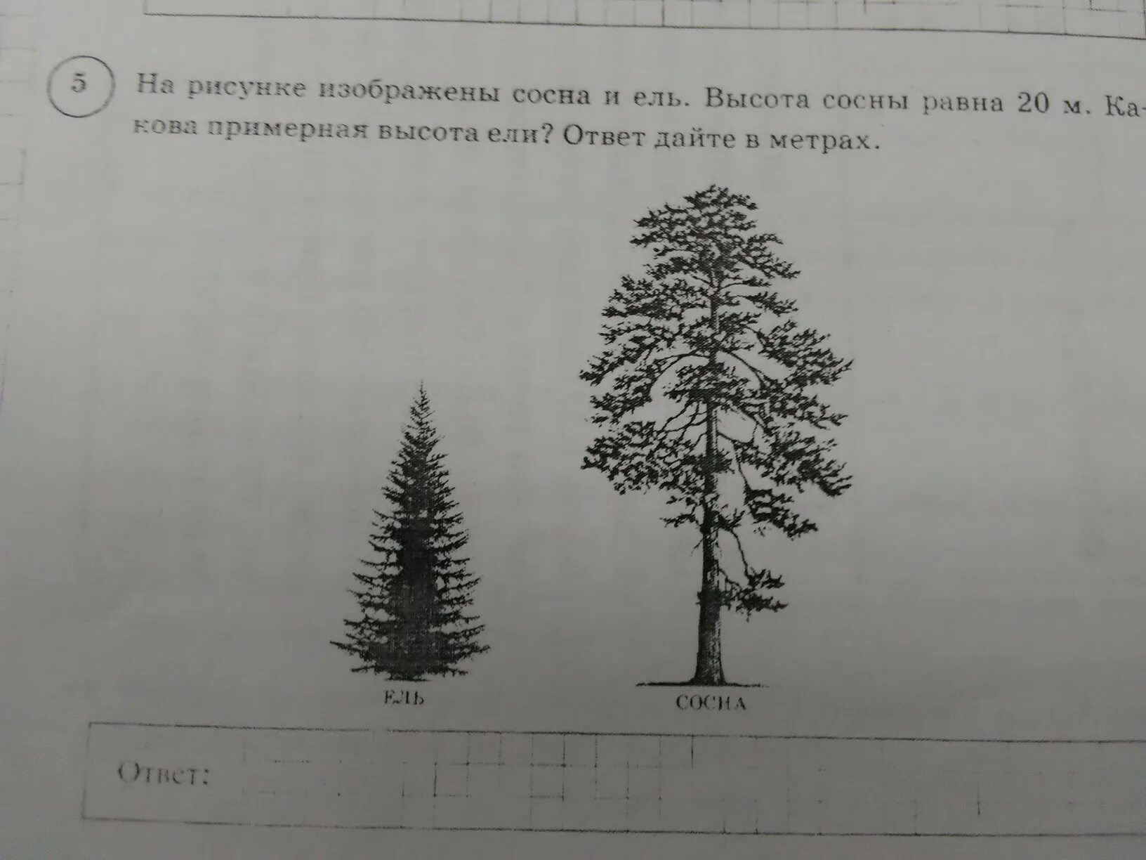 На рисунке изображены облепиха и дуб. Высота сосны. Ель высота. Ель высота дерева. Высота ели и сосны.