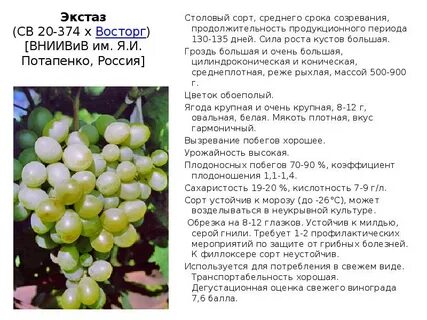 Виноград среднего срока созревания
