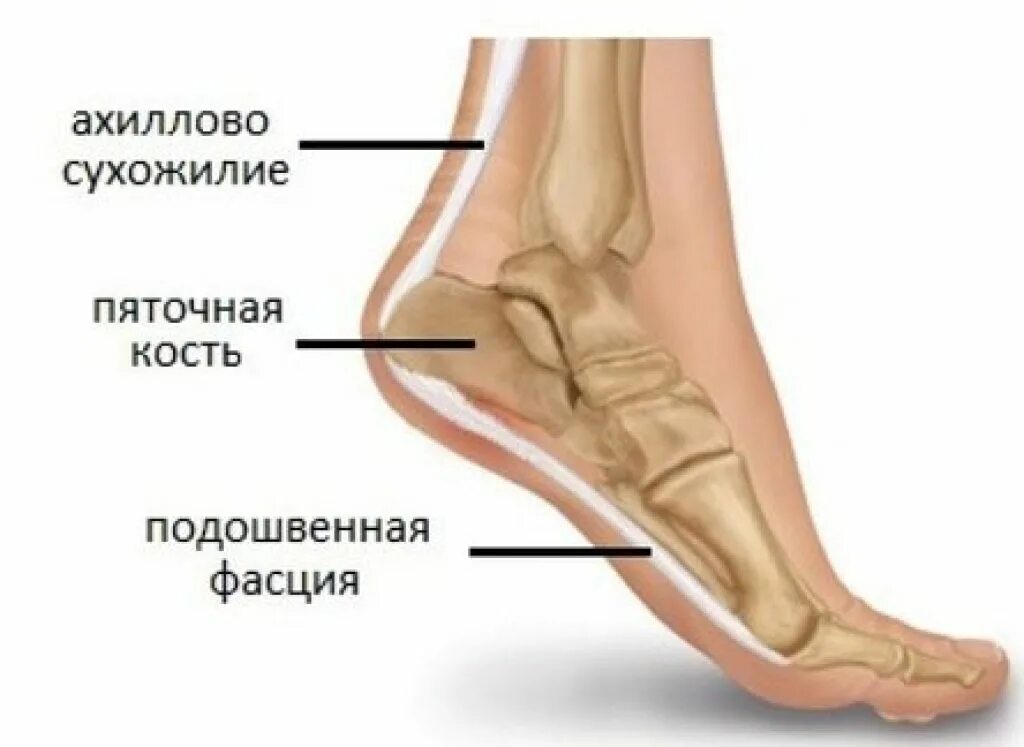 Почему болят сухожилия пятки