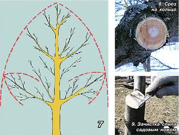 Срез на кольцо у яблони. Правильный срез на кольцо. Обрезка на кольцо. Срез на кольцо как правильно.