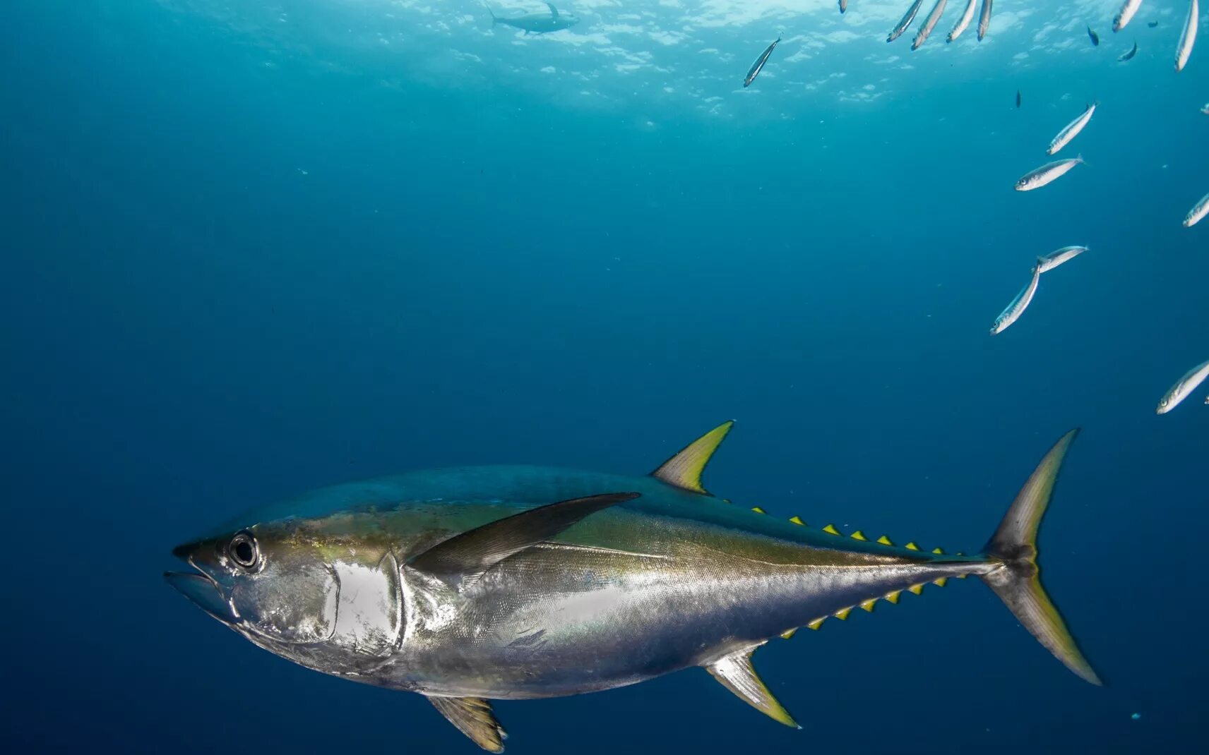 Желтопёрый тунец. Тунец скумбриевидный. Тунец Yellowfin. Тунец, Yellowfin (желтопёрый).