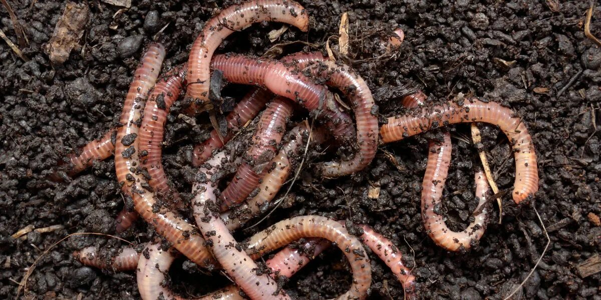 Мертвые черви. Дождевые черви повышают плодородие почвы. Зоогумус. Увеличение плодородия почвы с помощью дождевых червей.