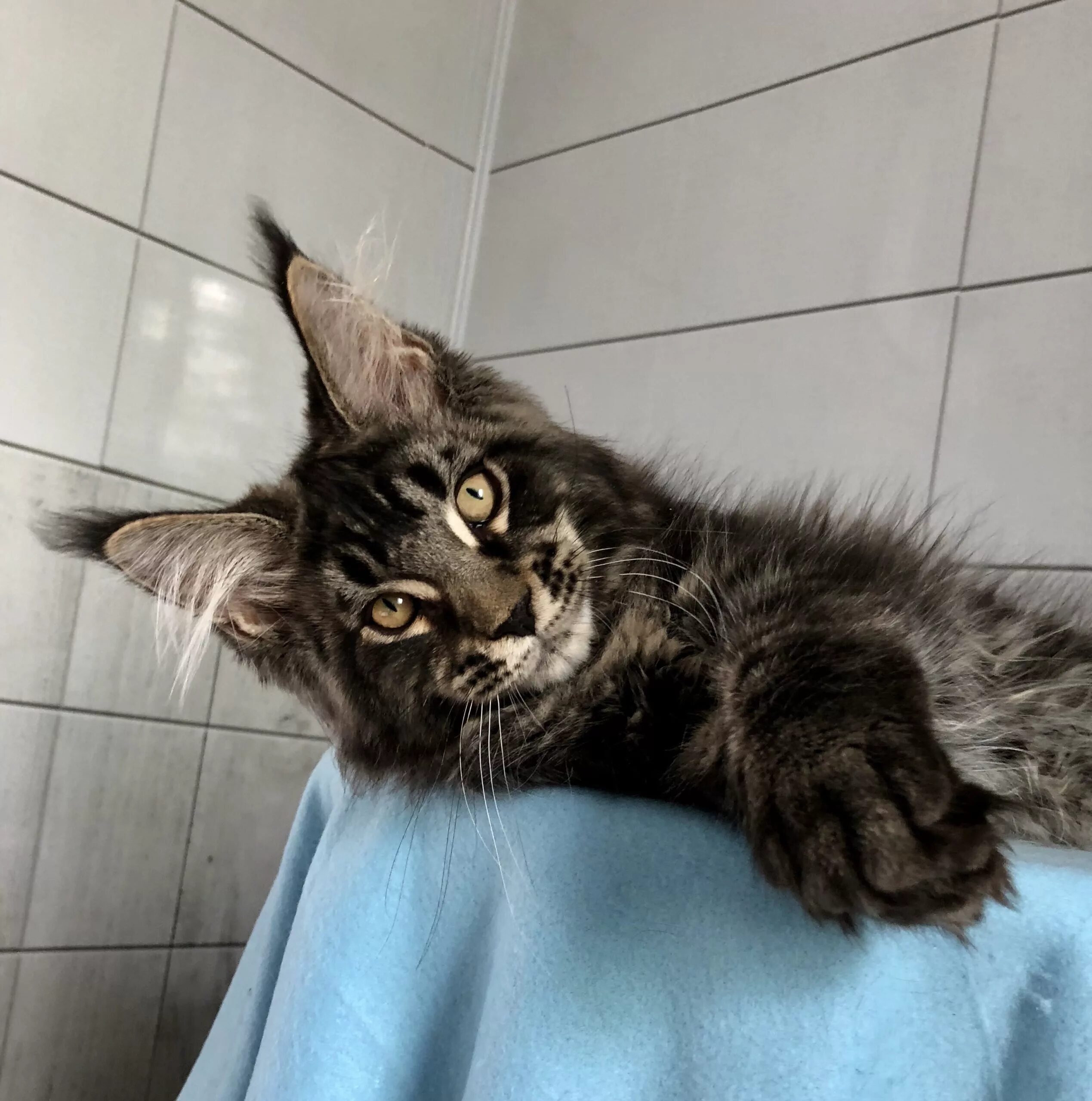 с какого возраста кошки могут рожать. в каком возрасте кошка может забеременеть. кошки вынашивают котят.