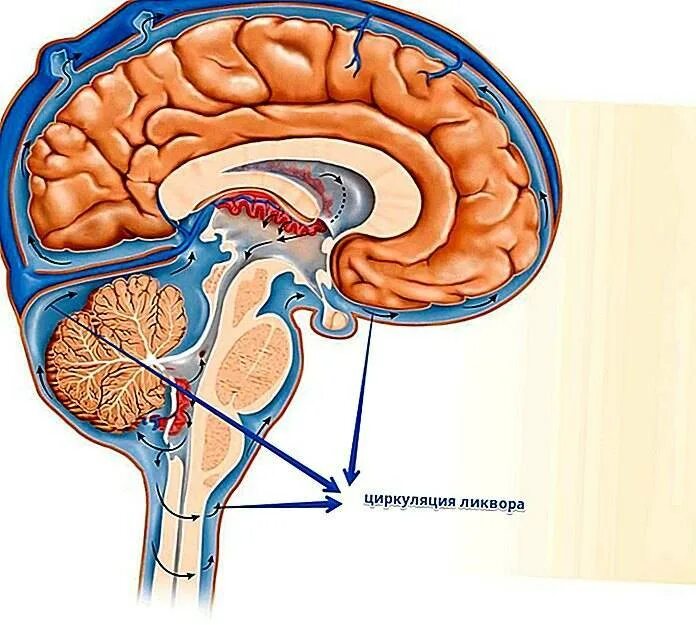 Отток головного мозга. Циркуляция ликвора. Ликворная система головного мозга. Циркуляция ликвора схема. Ликвор в желудочках мозга.