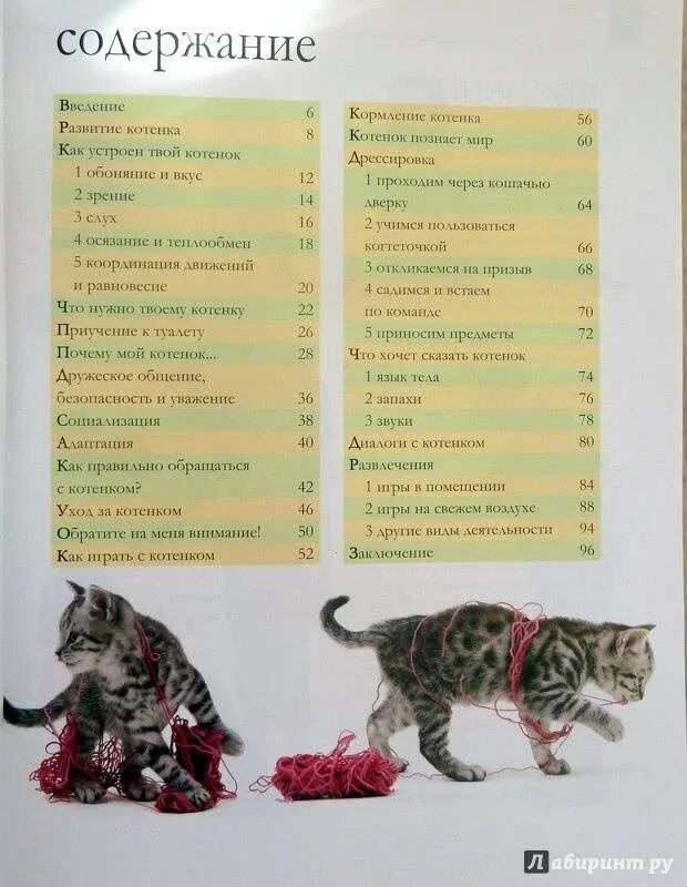 Содержание кота. Что надо для котёнка список. список предметов для котят. список вещей для кота. список для котят.