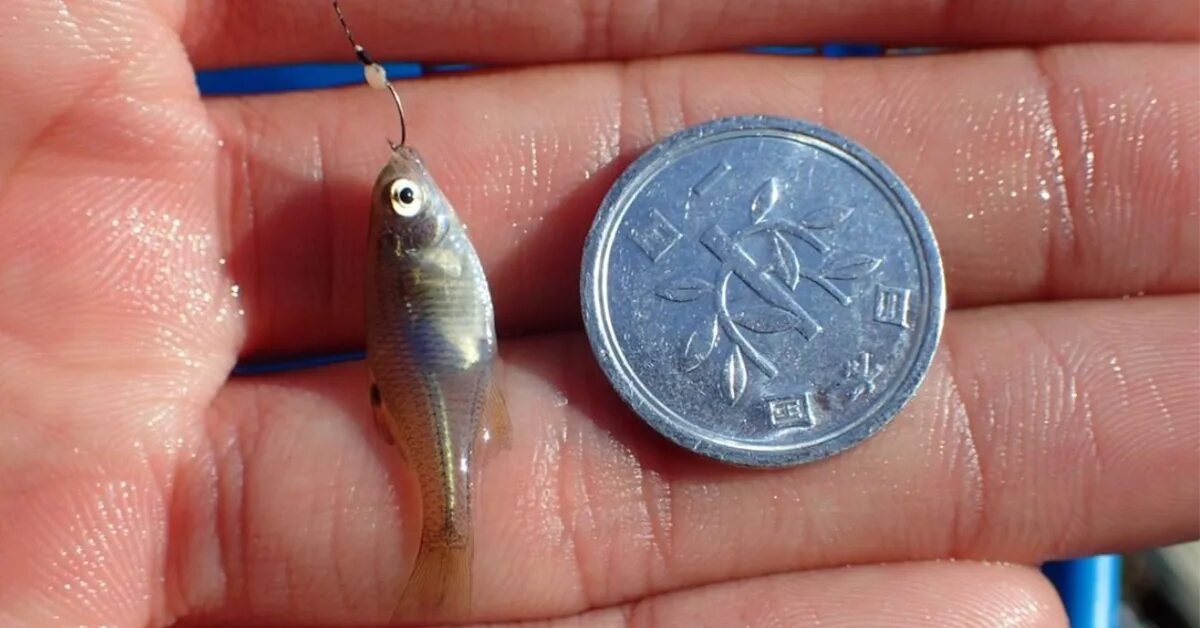 Маленький догони. Самая маленькая рыбка. Самая маленькая рыбка в мире. Самая маленькая пойманная рыбка. Самая маленькая рыба в мире.