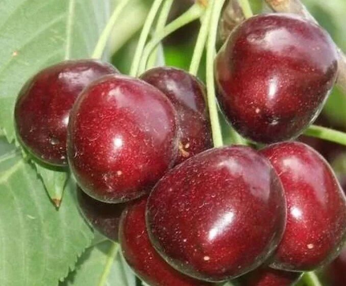 Черешня сорт наполеон. Черешня наполеон желтая. Черешня сорт наполеон. Черешня сорт наполеон черный. Черешня сорт наполеон черный.