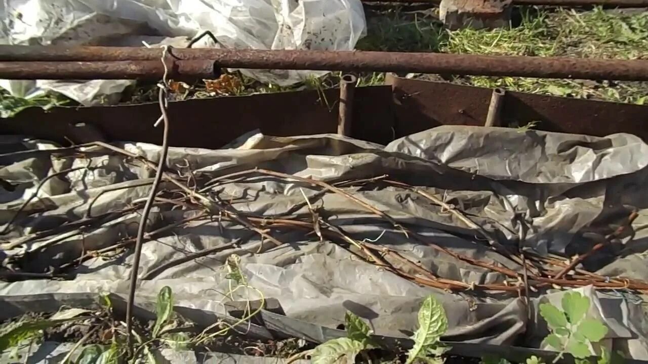 Пруток для укрытия винограда. Укрытие винограда на зиму в подмосковье. Укрытие винограда спанбондом. Укрытие винограда лапником. Укрыть виноград на зиму в сибири.