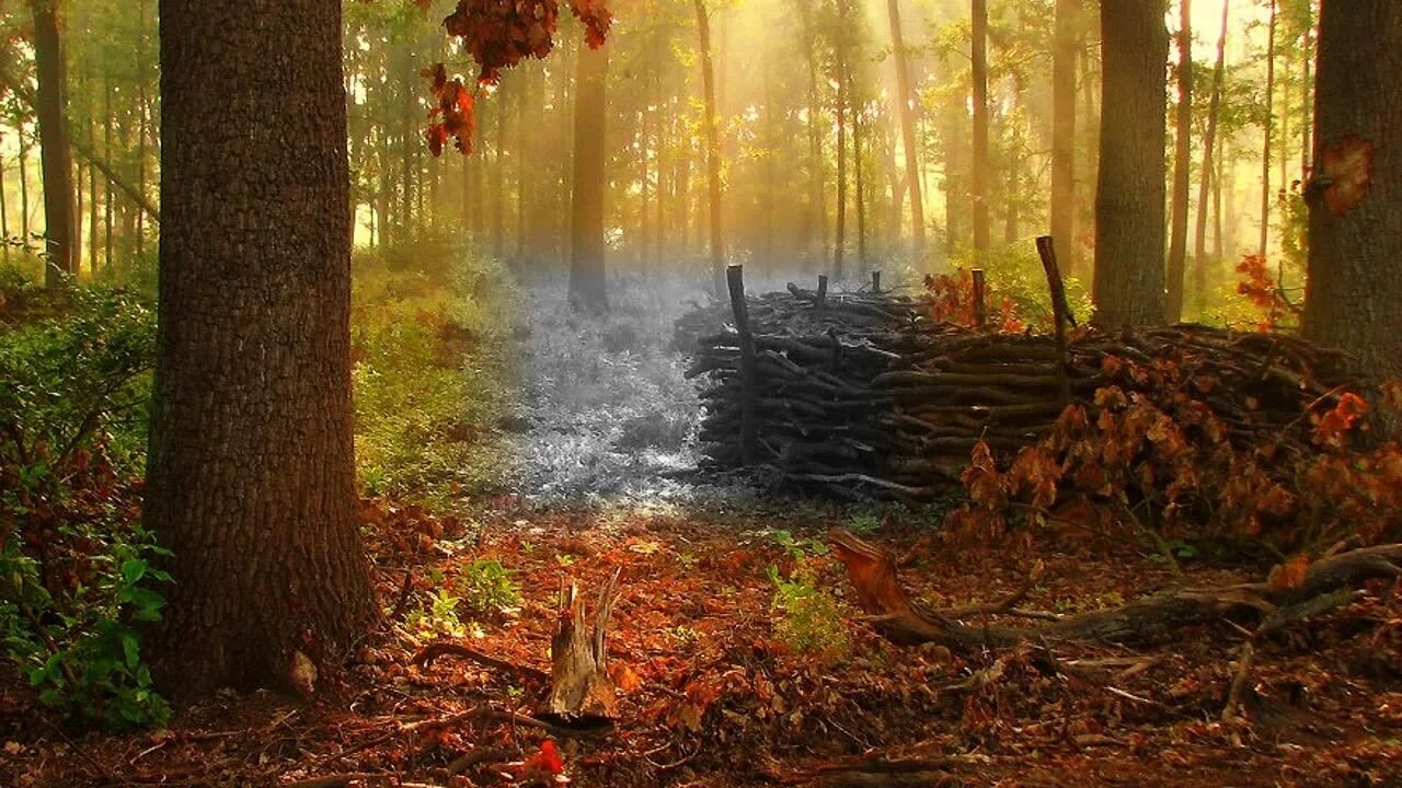 Сказочный осенний лес. Рендеринг осень. Осенний лес. Сосновый лес. Лес осенью.