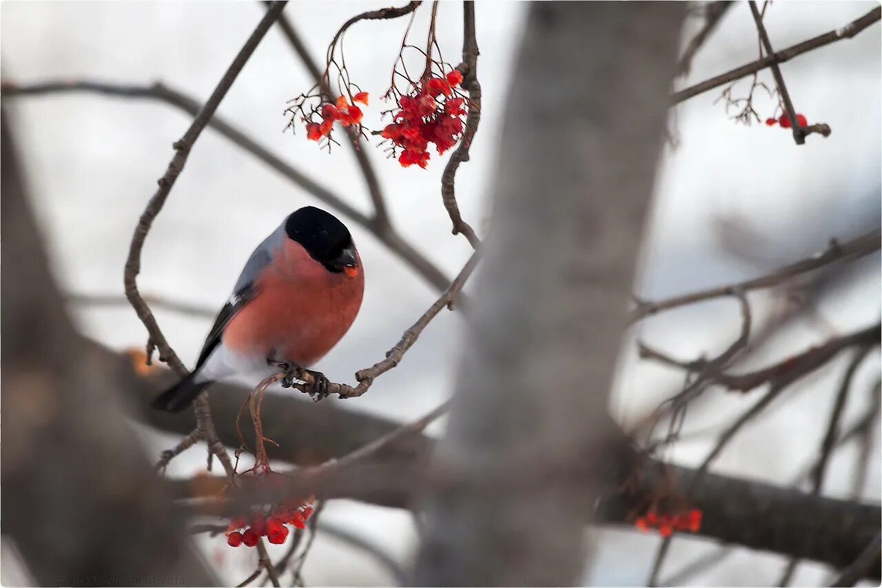 упитанный снегирь. как подает голос снегирь. снегири в москве. снегирь московский.