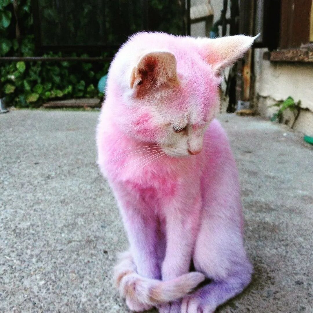 Розовая кошка. Розовый котенок. Кошка розового цвета. Черно розовую кошку