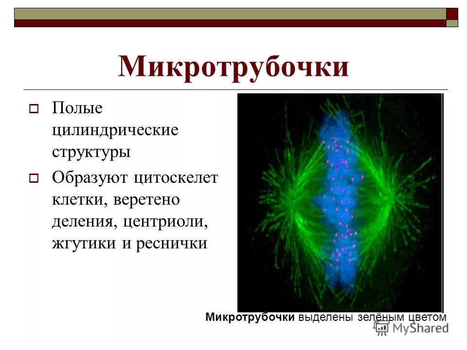 Вещество разрушающее микротрубочки веретена деления